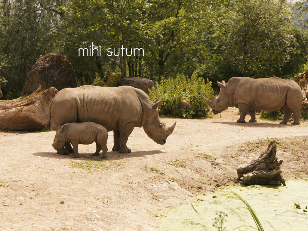 tierpark hellbrunn rhino
